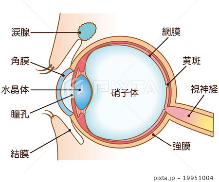 解剖学 目 眼 図のイラスト素材 - PIXTA