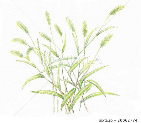 猫じゃらし 雑草のイラスト素材