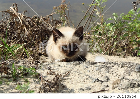 しゃむねこ シャム猫の写真素材