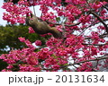 桜の花を食べるリス 鎌倉 の写真素材