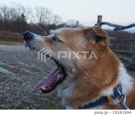 眉毛犬の写真素材