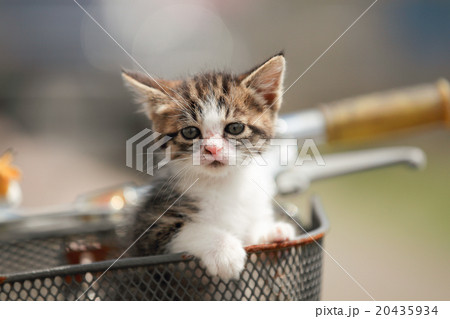 猫 子猫 自転車 カゴの写真素材 Pixta