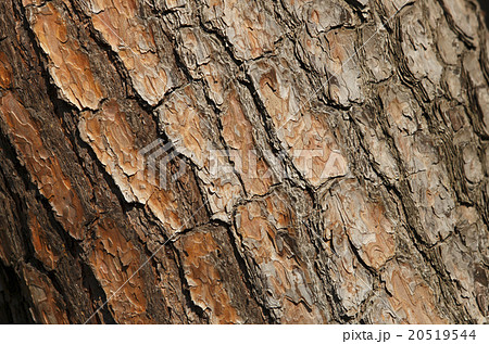 木の皮 テクスチャ 表面 質感 樹皮の写真素材