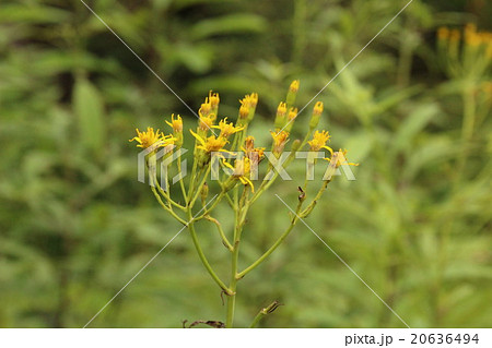 花言葉約束を守るの写真素材