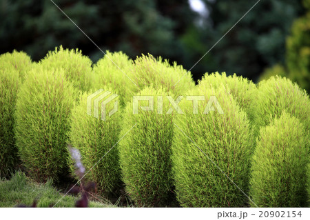 コキア ホウキギ属 ほうき草 ニワグサの写真素材