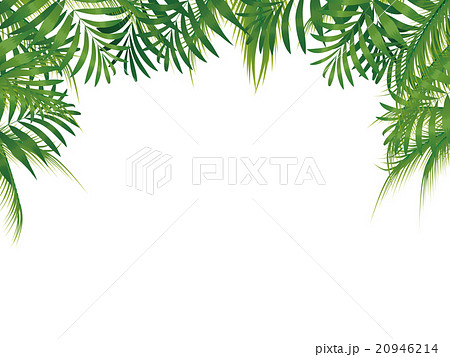 椰子 植物 葉 熱帯植物のイラスト素材