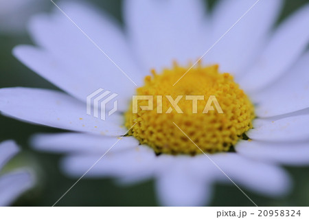 マーガレット 白い花 真ん中黄色 純真の写真素材