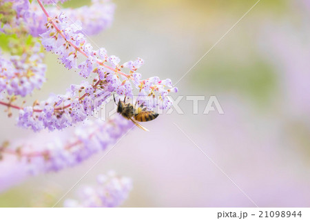 メイフラワー 花の写真素材