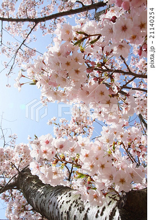 桜 桜の花弁 下から見上げた 薄紅色の写真素材