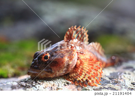 魚 かさご 毒々しい オコゼの写真素材