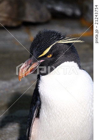 スネアーズペンギンの写真素材