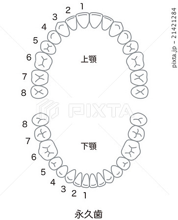 永久歯のイラスト素材