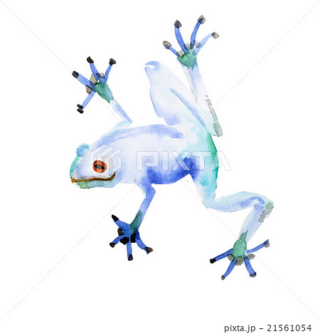 かえる カエル 蛙 水彩画の写真素材