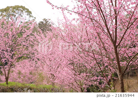 ベニザクラ 植物 紅桜の写真素材