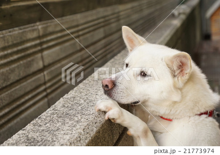 犬 白 悲しそう 見つめるの写真素材