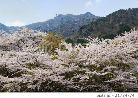 びわ湖バレイ 桜 風景 近畿の写真素材