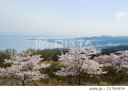 びわ湖バレイ 桜 風景 近畿の写真素材