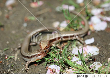 ニホントカゲ トカゲ 爬虫類 巣穴の写真素材 - PIXTA