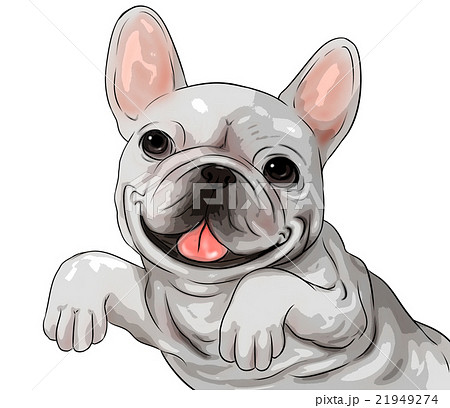 フレンチブルドッグ 犬 イラスト 背景透過の写真素材 フレンチブルドッグ 犬 イラスト 背景透過の写真素材