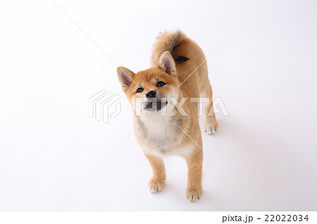 柴犬 赤柴 犬 赤ちゃんの写真素材 柴犬 赤柴 犬 赤ちゃんの写真素材