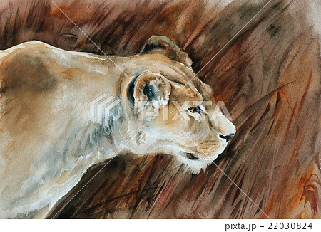 ライオン 雌 動物 横顔のイラスト素材