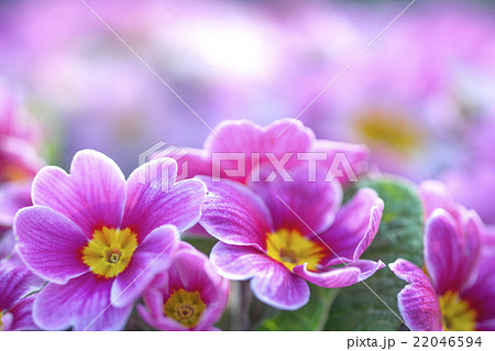 プリメラジュリアンの花の写真素材