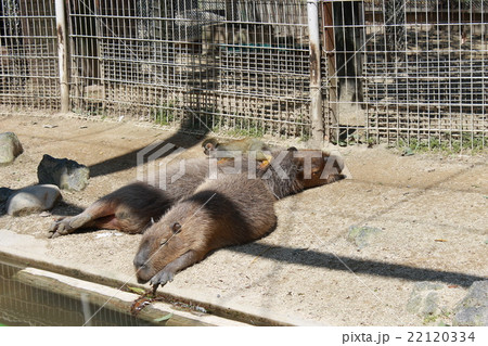 カピバラ リスザル 動物園 東武動物公園の写真素材