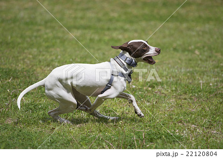 イングリッシュポインター 犬 中型犬 走るの写真素材