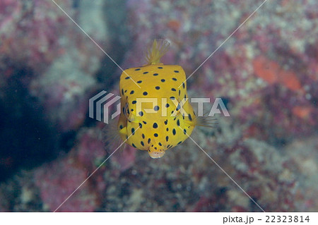 フグ 海水魚 黄色 正面の写真素材
