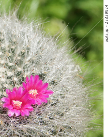 マミラリア サボテンの花 ピンクの花 サボテンの写真素材