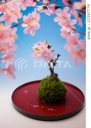 桜盆栽の写真素材 桜盆栽の写真素材