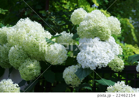 西洋紫陽花アナベル 花言葉は ひたむきな愛 の写真素材