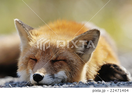 キタキツネ 寝顔 睡眠 狐の写真素材