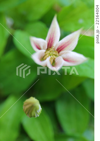 アンドロメダの花の写真素材