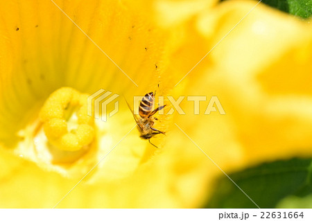 カボチャの花粉の写真素材