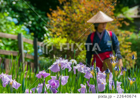 花摘み 町田 薬師池公園 花菖蒲の写真素材 花摘み 町田 薬師池公園 花菖蒲の写真素材