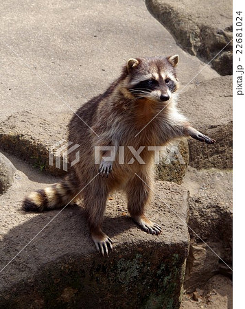 アライグマ 立ち姿 哺乳類 動物の写真素材
