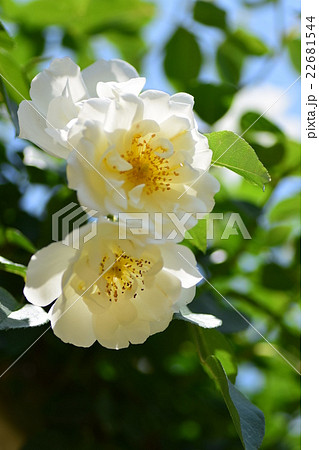 シティ オブ ヨークの写真素材