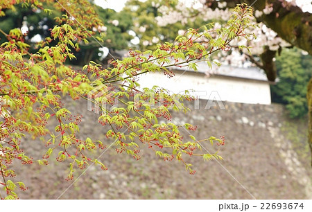 モミジの花 もみじの花 花盛り モミジの若葉の写真素材