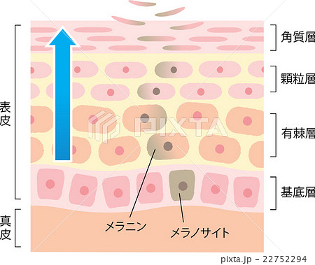 メラノサイトのイラスト素材