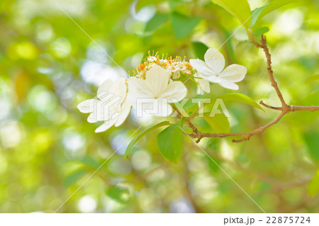 玉蘂の写真素材