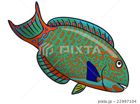 ブダイのイラスト素材