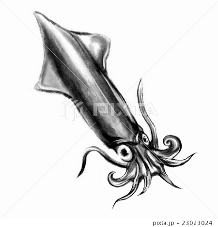 水墨画✦手描き✦烏賊と貝✦額付き 魚「槍烏賊（やりいか）」手描き作品 大衣額付 絵画 水墨画 | 和