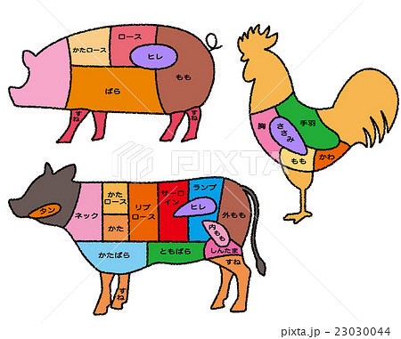 部位 肉 牛肉 豚肉のイラスト素材