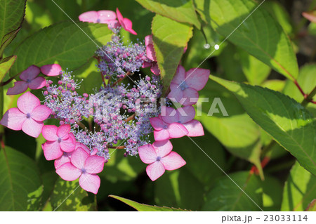 アジアンビューティー アジサイ 紫陽花 アジサイ科の写真素材