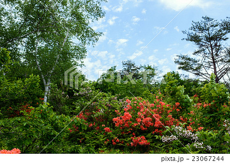 鍛冶台いこいの森の写真素材
