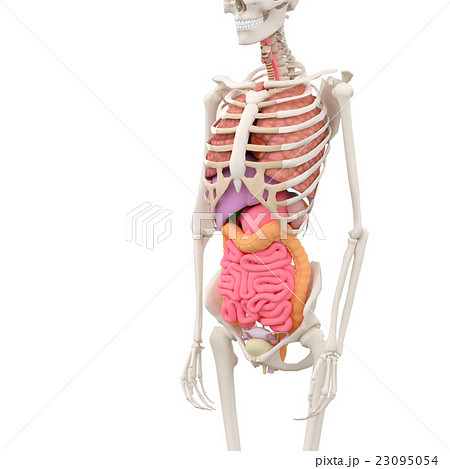 人体模型 骨格 骨 女性のイラスト素材