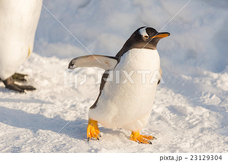 ペンギンウォークの写真素材