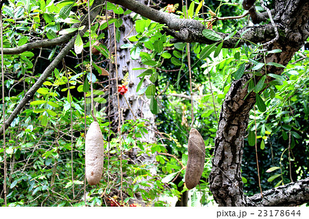 アフリカのソーセージツリー 熱帯植物の写真素材