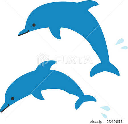 イルカ 水しぶき ジャンプ 2匹の写真素材